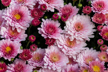 Sea of Chrysanthemums. Picturesque colorful art image.