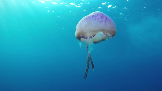 Weird pink jellyfish swims into sunshine in Thailand. Strange but beautiful