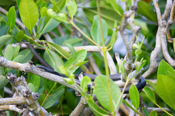 black racer snake hidden in tree