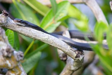 black racer snake in mangrove tree branch