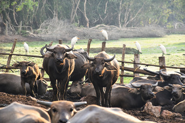 buffalos and egrets focus thier eyes on you at rural natural farm