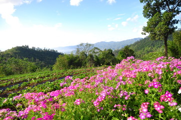 Beautiful pink flowers