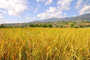 Mature harvest of golden rice thailand