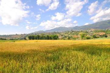 Mature harvest of golden rice thailand