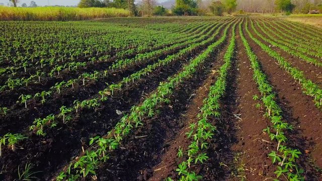 The cassava is the tropical food plant. in the Thailand.Aerial view over cassava field