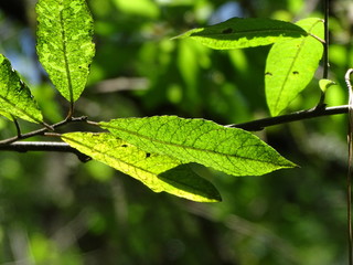 green leaf with water drops