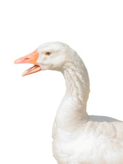 Beautiful white goose with open mouth isolated on white background.
