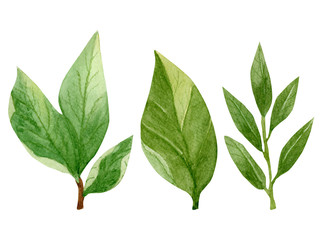 green leaves isolated on white background