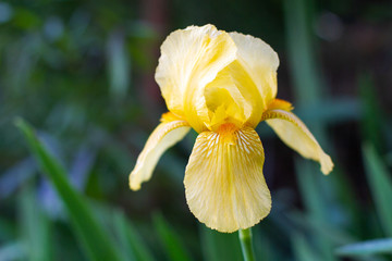 Yellow Iris