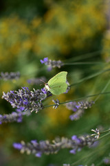 Image of a delicate butterfly on a summer morning on plants in the garden in pastel tones.