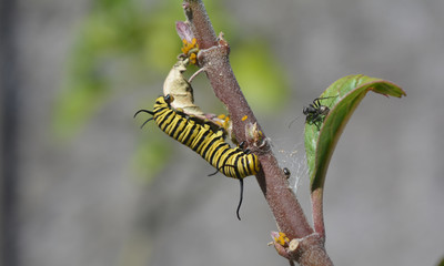 oruga de mariposa monarca