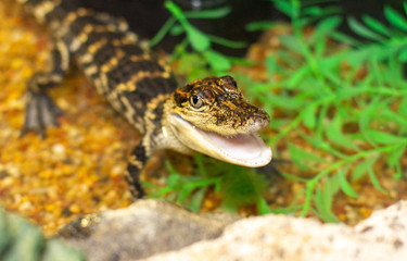 Baby American Alligator