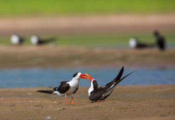 Indian Skimmers seen at  Chambal River,Rajasthan,India