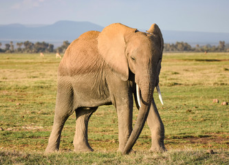 Naklejka na ściany i meble African elephant walking on grassy plain of Ambolseli NP in Kenya.