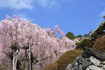 青空の下の枝垂れ桜