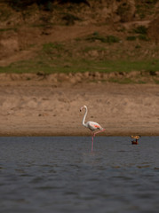 Greater Flamingo on the banks of Chambal River,Rajasthan,India