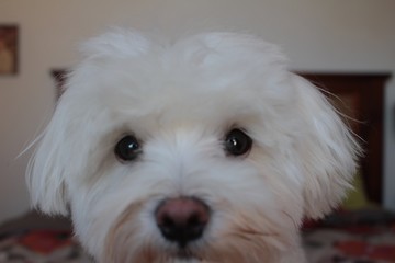 close up photo of white and cuddly Maltese dog