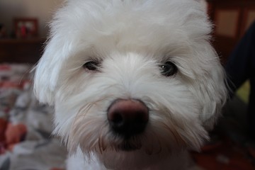 close up photo of white and cuddly Maltese dog