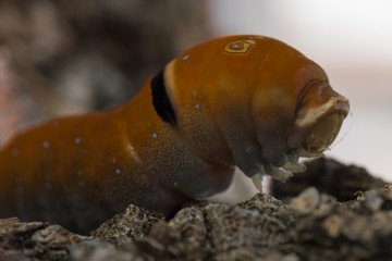 An orange caterpillar close up