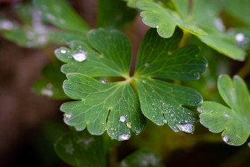 green leaf with water drops