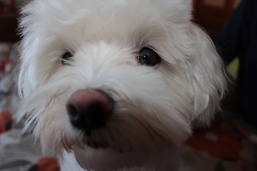close up photo of white and cuddly Maltese dog