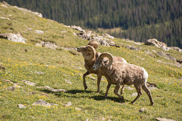 Two Rocky Mountain Bighorn Sheep in Rocky Mountain National Park maybe preparing to fight