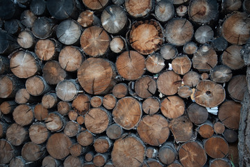 A stack of cut logs viewed from the end