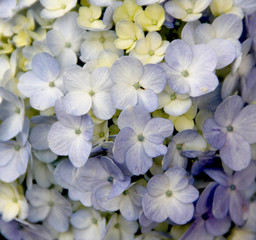 white and blue flowers