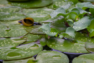drops on a water lily in a pond
