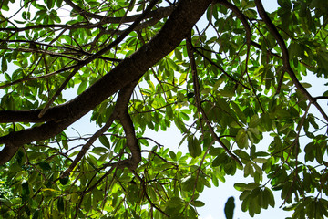 tree leaf top nature background