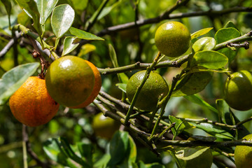 orange fruit tree closeup