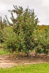 Fototapeta na wymiar Shiny Red Apples on a Tree 14915