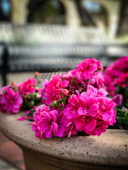 Close up of bright pink geraniums in a large pot outside with a blurred background