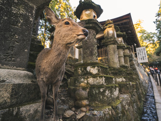 A deer in Nara