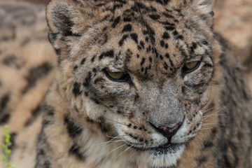 Fototapeta na wymiar Close up of a Snow Leopard (Panthera Uncia) in the Nabu reserve, Kyrgyzstan