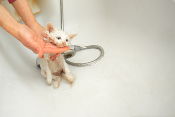 A woman bathes a white cat in a bathtub underwater. Cleanliness and hygiene of pets.