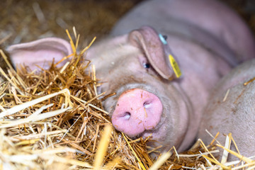 Schwein liegt zufrieden im Stroh