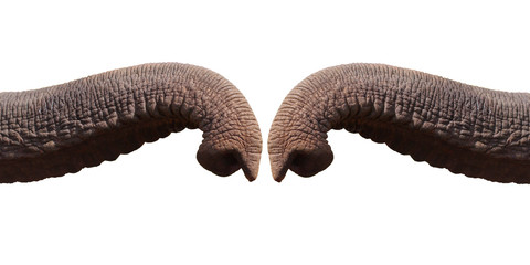Elephant trunk greeting isolated on white background with clipping path.greeting concept - obrazy, fototapety, plakaty