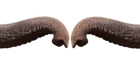 Zelfklevend Fotobehang Elephant trunk greeting isolated on white background with clipping path.greeting concept © teerarat