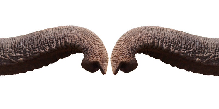 Elephant trunk greeting isolated on white background with clipping path.greeting concept