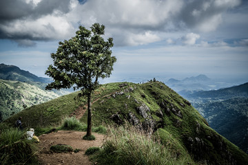 Pure tree, pure life