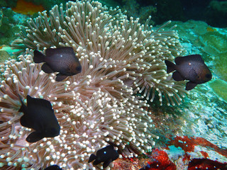 anemone and coral