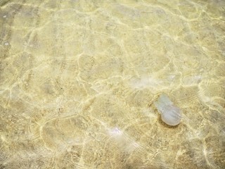 shell on sand