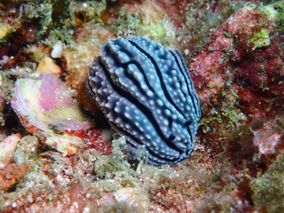 tropical fish on coral reef