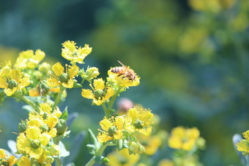 Abeja en flores