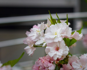 Close up of pink and white flowers