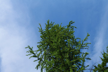Crown of green larch. Background blue sky with clouds.