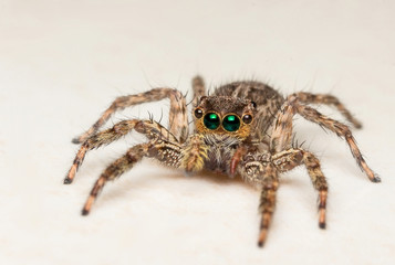 Jumping spider, jumping as far as cheetah speed