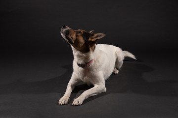 A white dog with a black and brown head laying down and looking up with a dark background