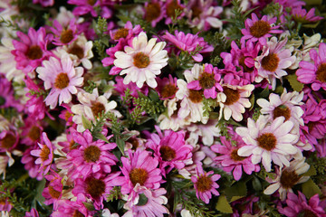 Fake flower and Floral background. rose flowers made of fabric. The fabric flowers bouquet. Colorful of decoration artificial flower